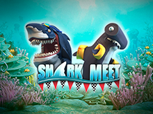 Shark Meet